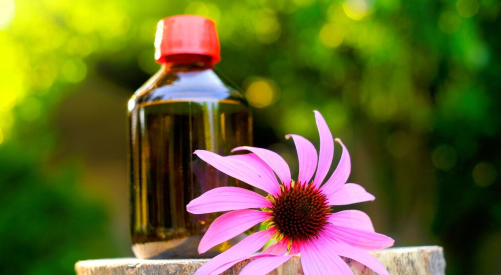 teinture mère Echinacea angustifolia