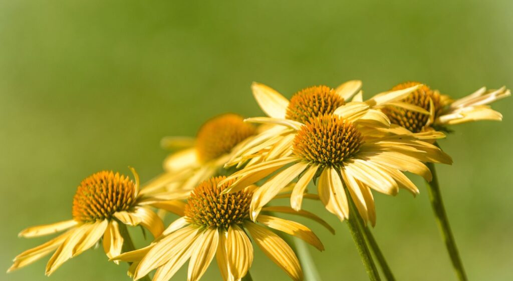 Echinacée jaune