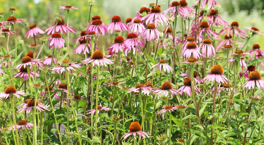 Echinacées