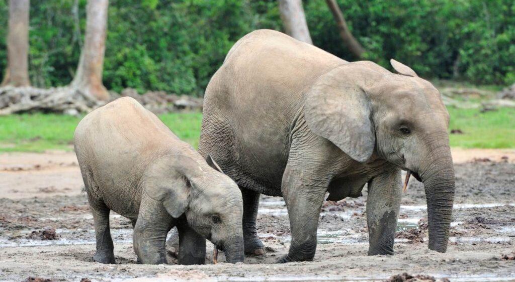 Éléphant d'Afrique