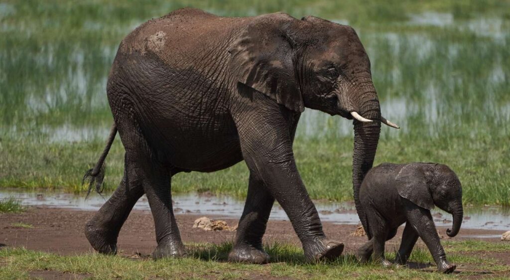 Éléphant d'Afrique