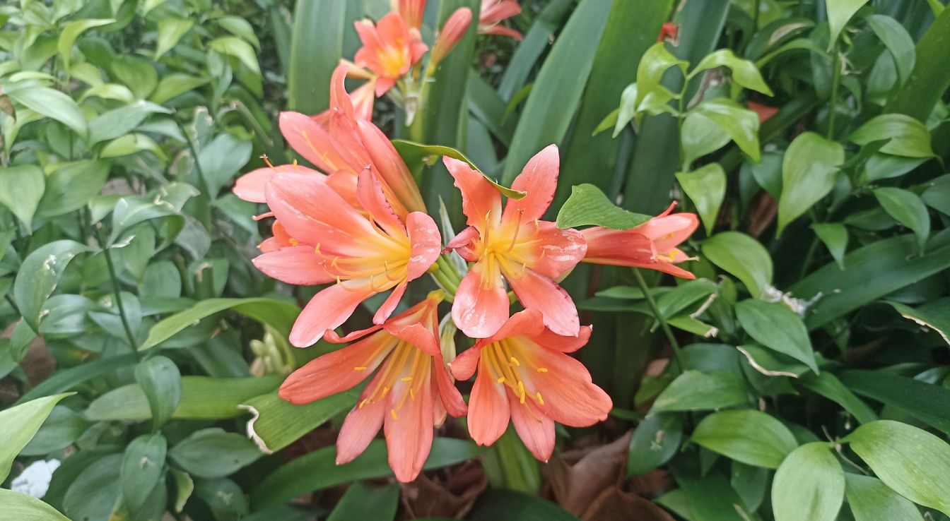 entretien d un amaryllis fleurs​