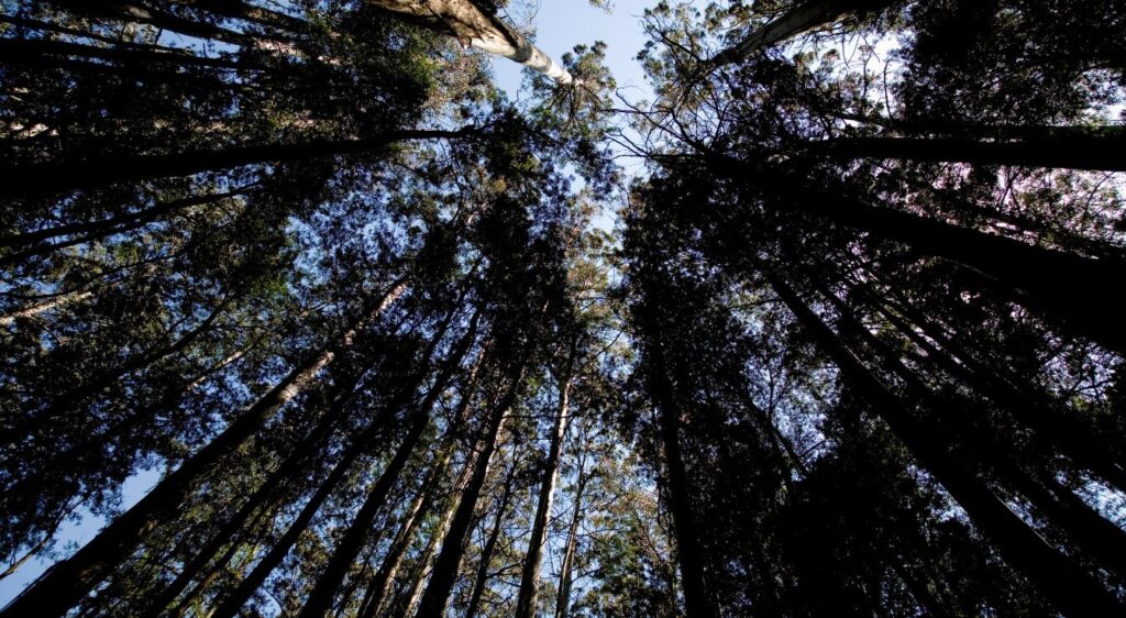 Eucalyptus cinerea plant