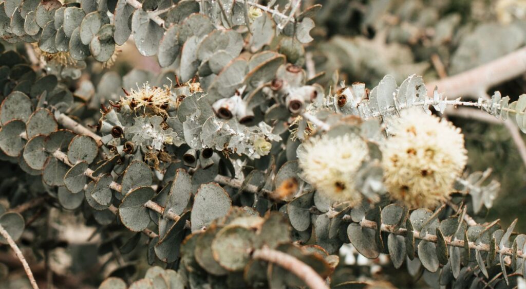 eucalyptus à feuilles rondes