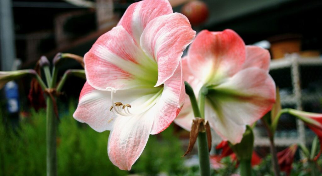 Hippeastrum ‘Apple Blossom’