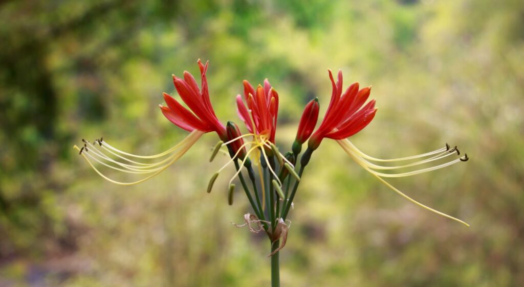 Hippeastrum ‘Red Lion’