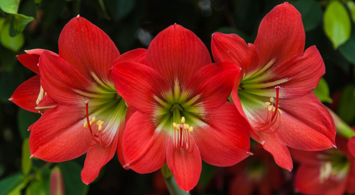 Hippeastrum 'red lion'