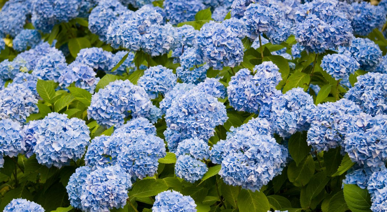 Hydrangea fleur