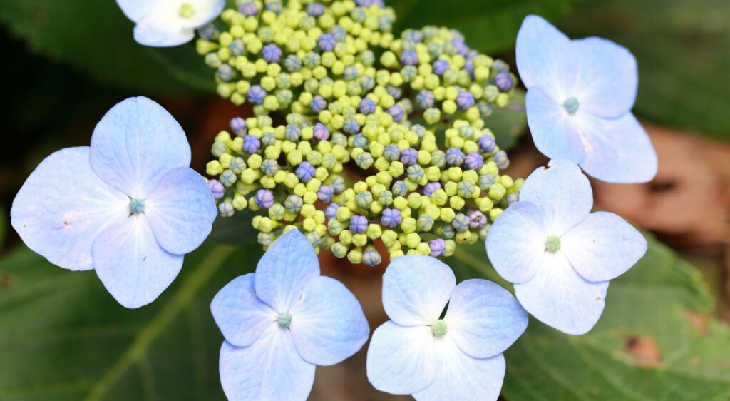 Hydrangea macrophylla