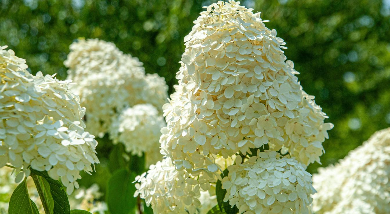 hortensia hydrangea paniculata​