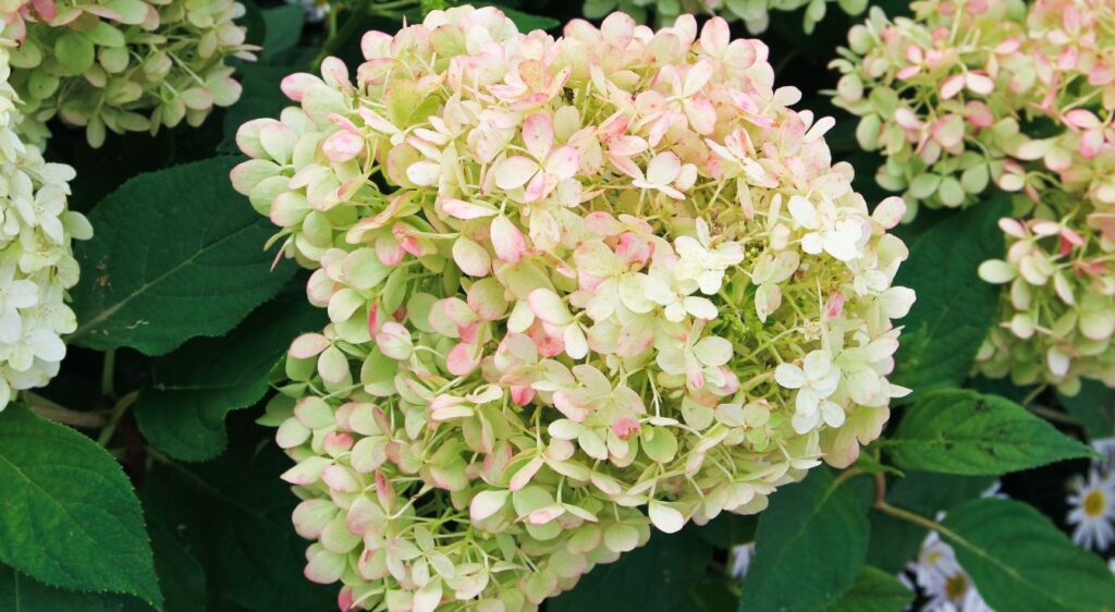 Hydrangea paniculata