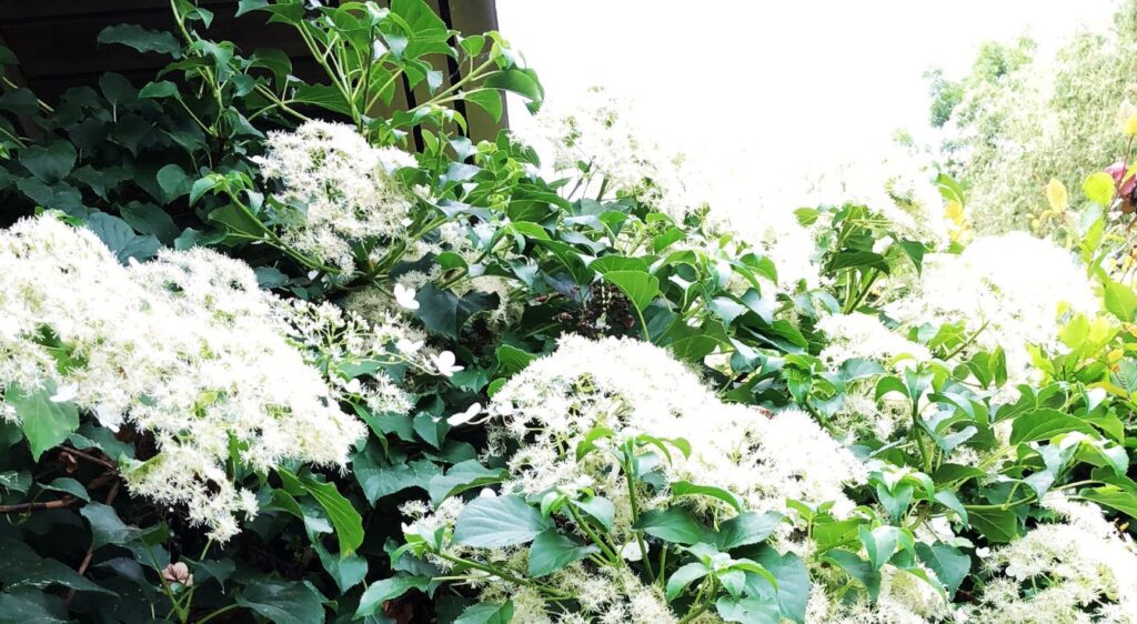 Hydrangea petiolaris