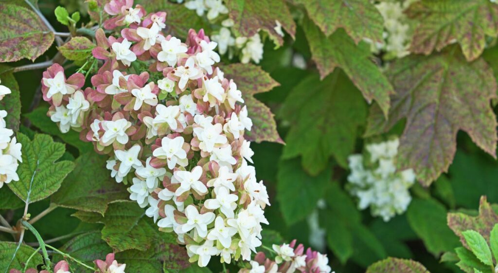 Hydrangea quercifolia