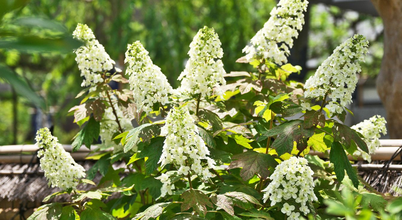 Hydrangea quercifolia plante