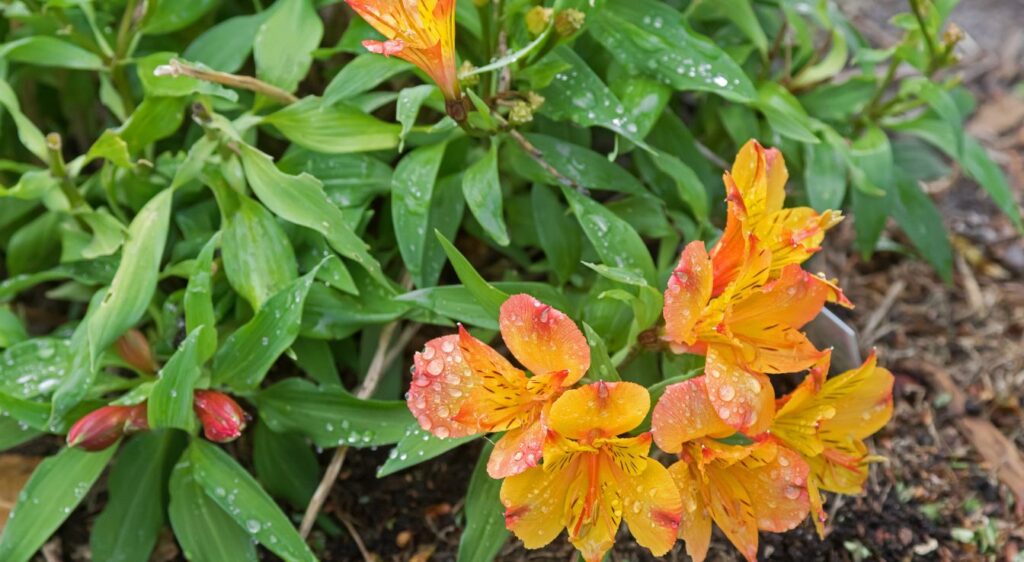 lis des incas entretien​