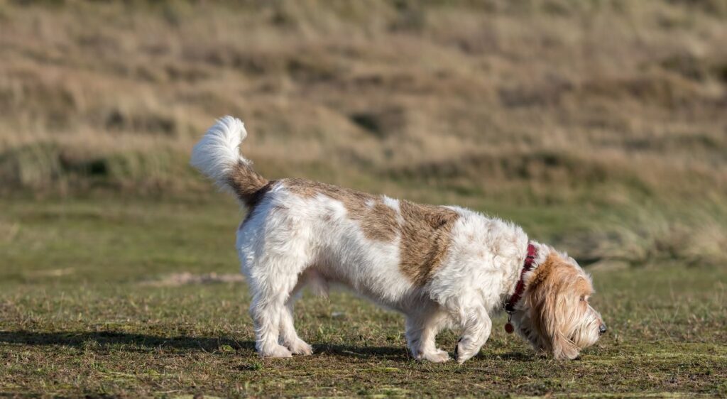 Petit Basset Griffon Vendéen