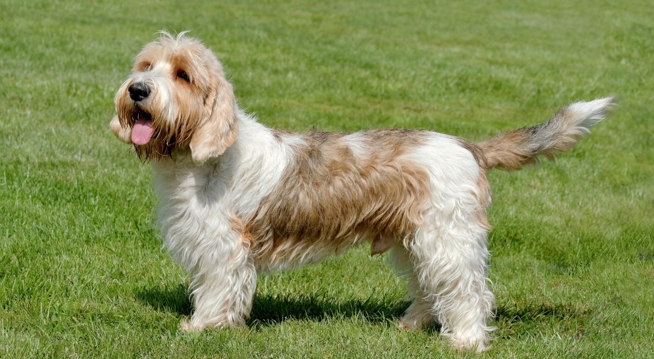Petit Basset Griffon Vendéen