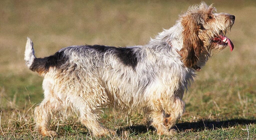 Petit Basset Griffon Vendéen