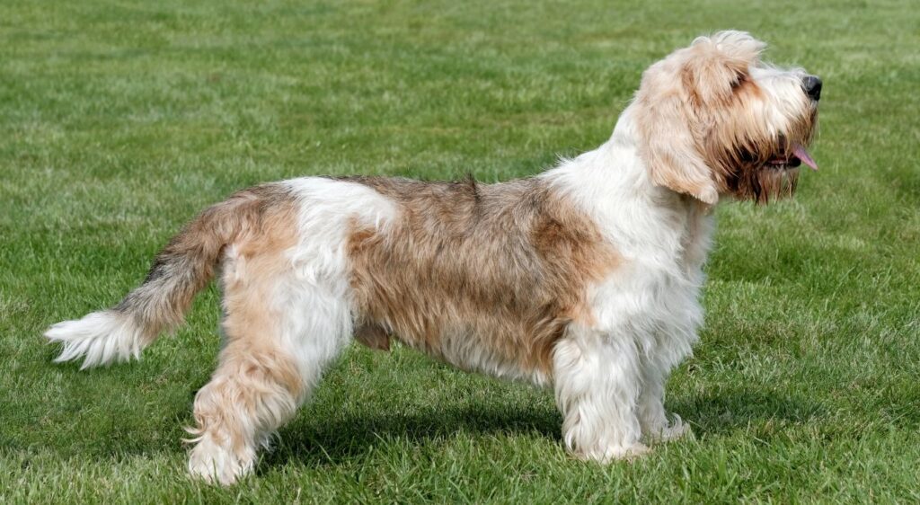 Petit Basset Griffon Vendéen