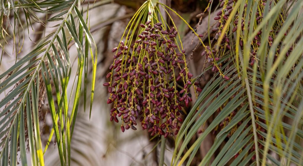 Phoenix roebelenii fruit