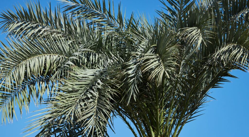 Phoenix roebelenii palmes