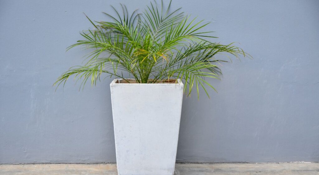 Phoenix roebelenii palmier nain