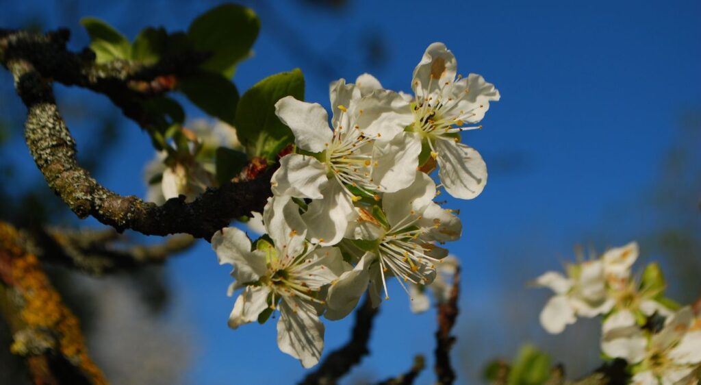 prunier reine claude entretien