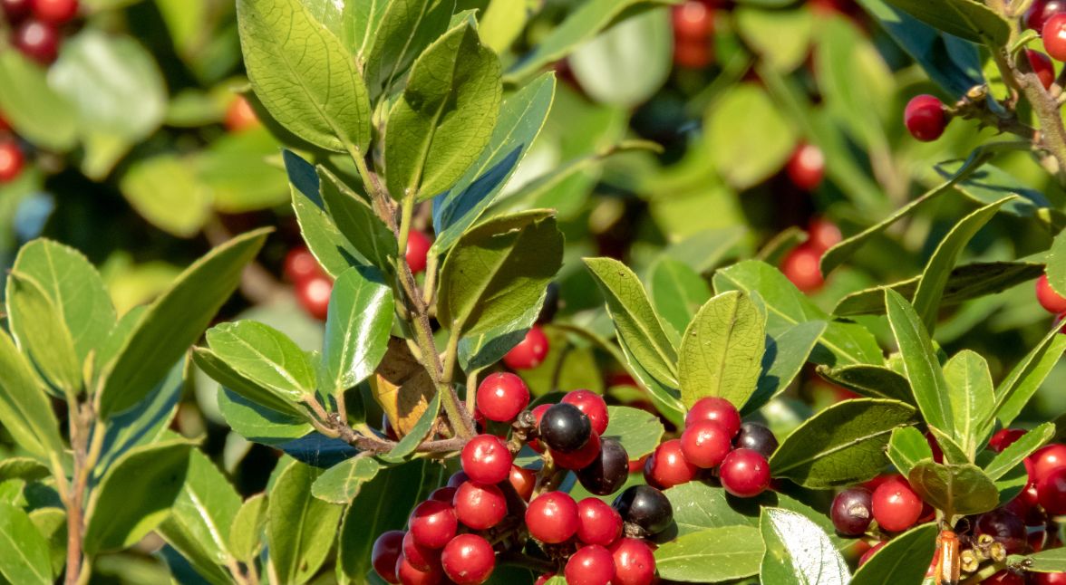 rhamnus alaternus​