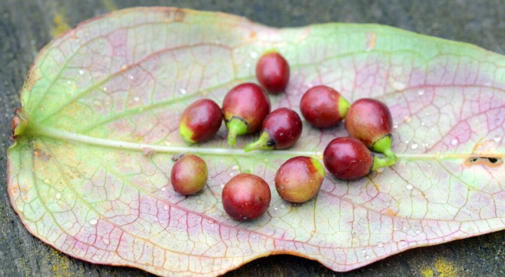 rhamnus alaternus​ fruit