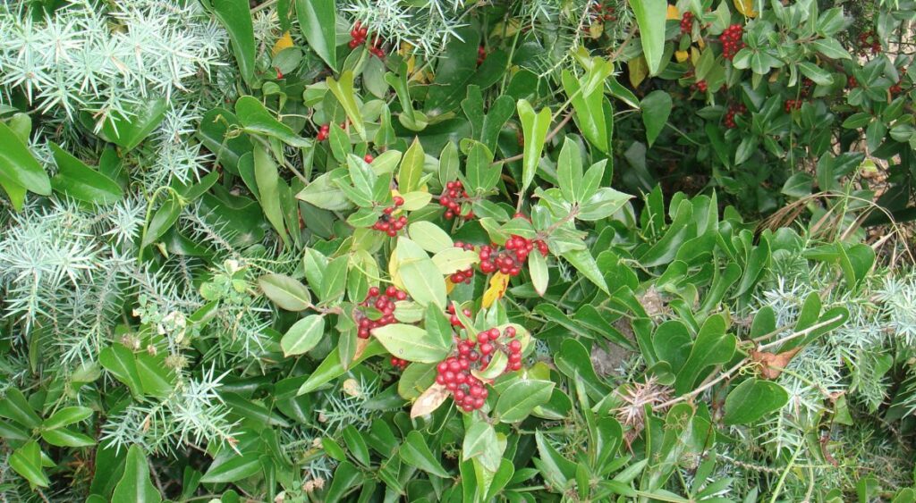 plant rhamnus alaternus​