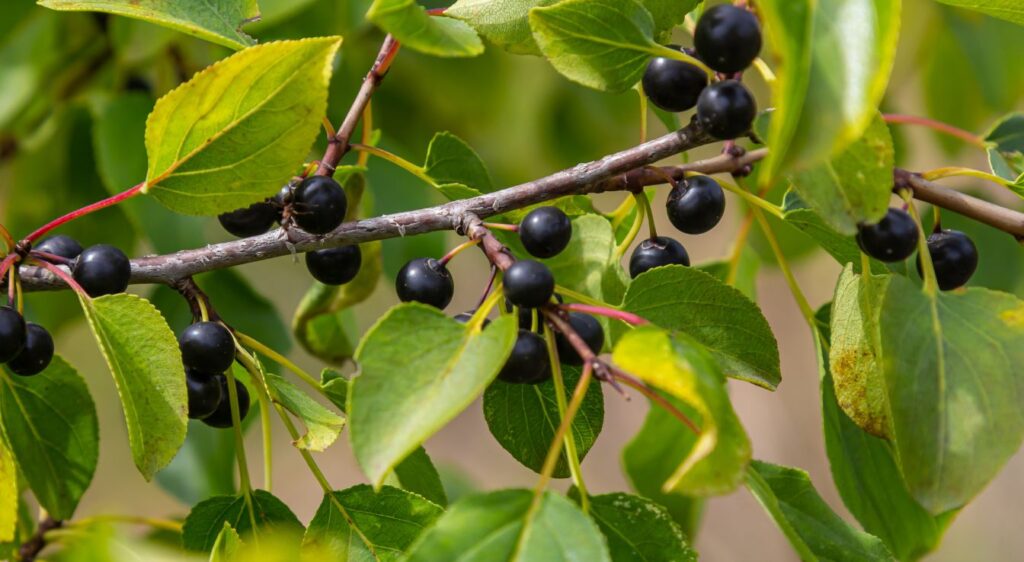 Rhamnus cathartica plante