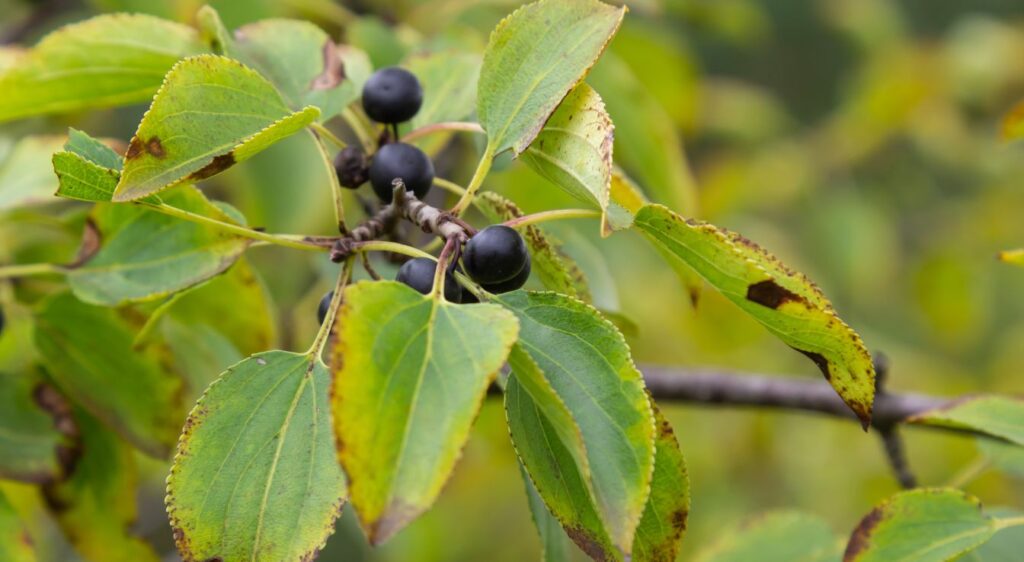 Rhamnus cathartica fruit
