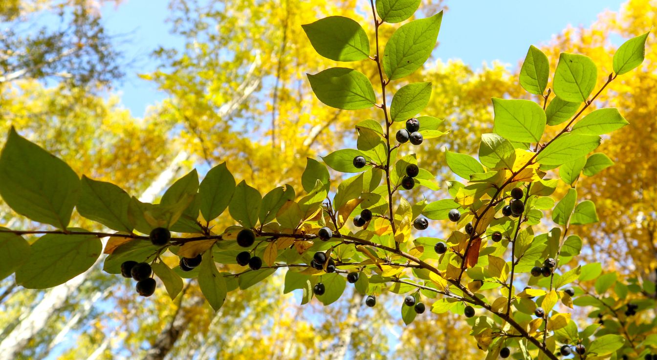 rhamnus cathartica identification