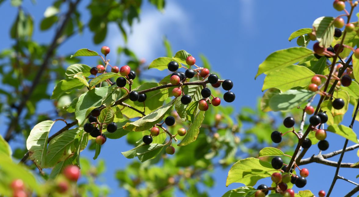 Rhamnus frangula