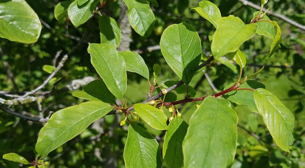 frangula rhamnus​

