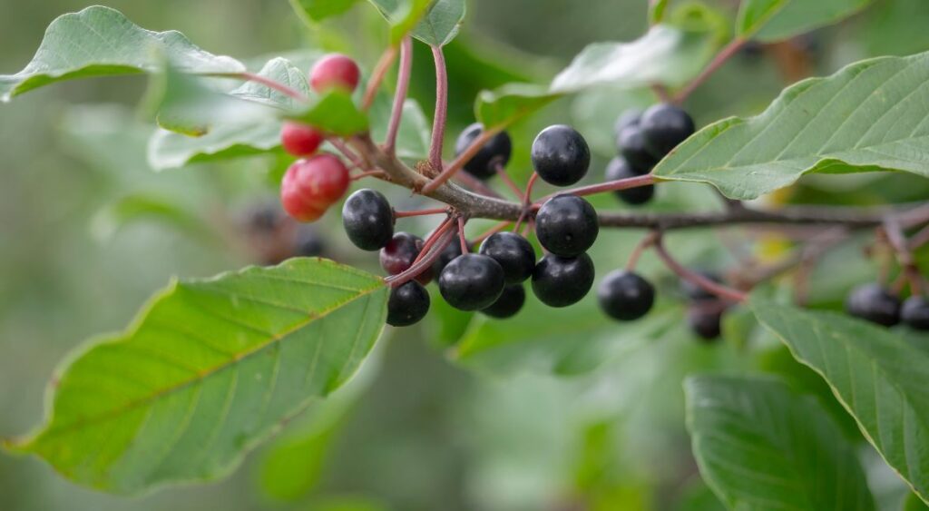 Rhamnus frangula plant