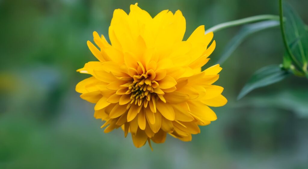 Rudbeckia laciniata fleur