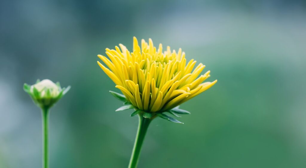 plante Rudbeckia laciniata
