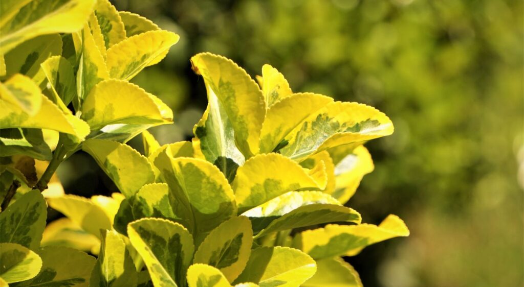 Abelia Kaleidoscope printemps