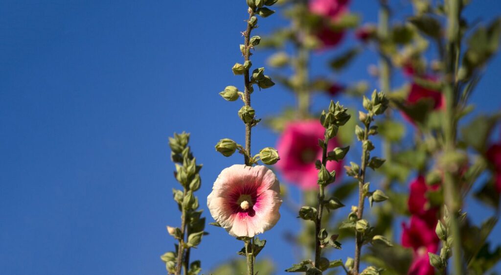 alcea rosea