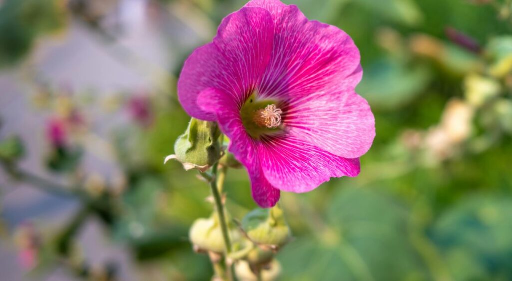 alcea rosea