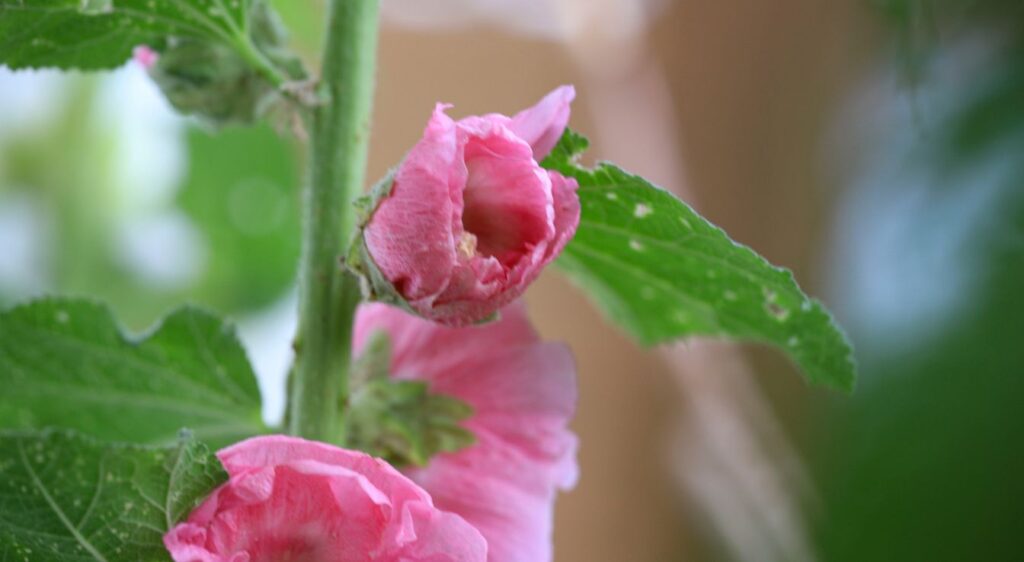 alcea rosea