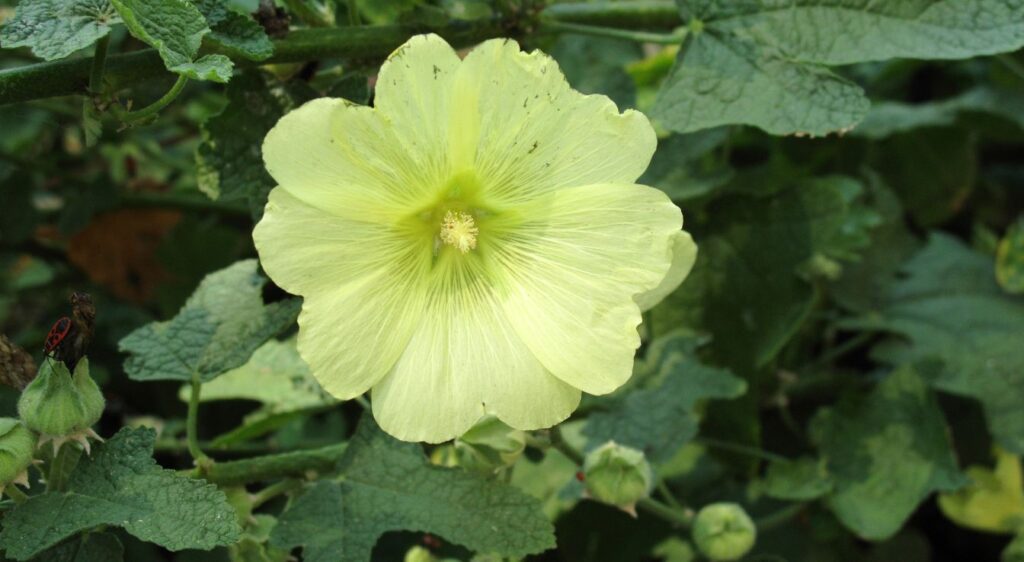 alcea rugosa