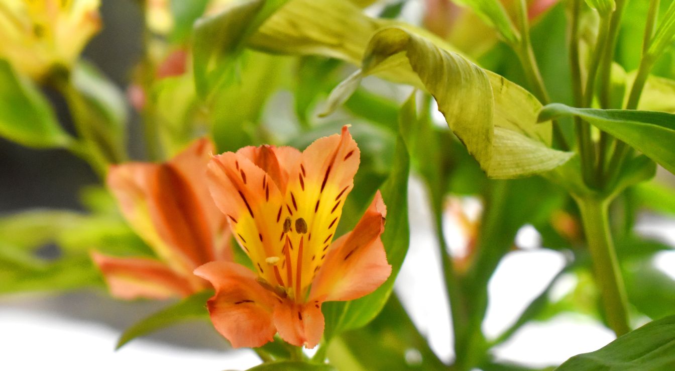 Alstroemère : Origines, Variétés, Couleurs Et Horticulture