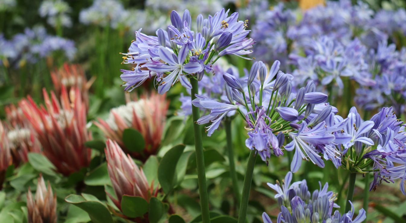 Alstroemère : Origines, Variétés, Couleurs Et Horticulture
