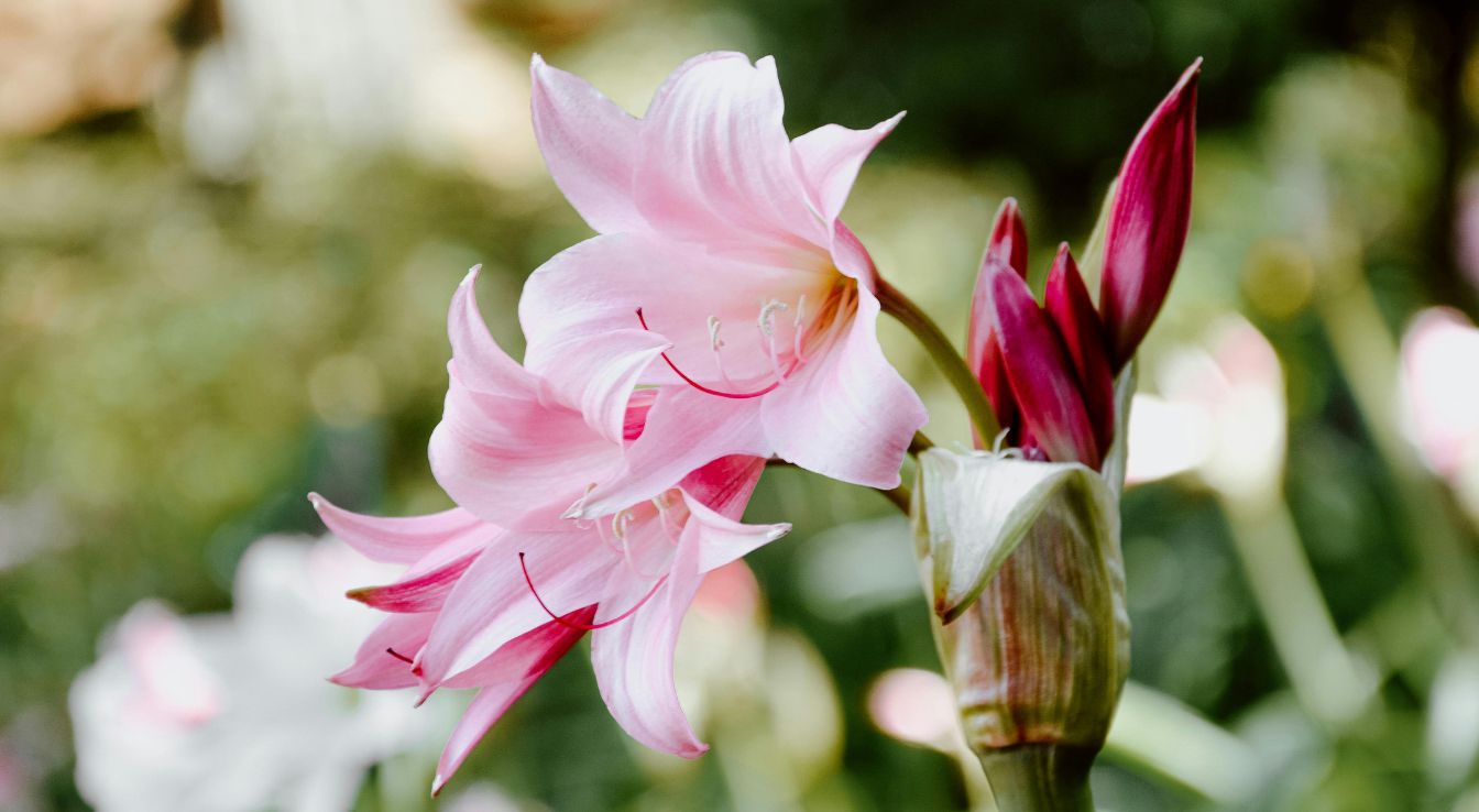 Amaryllis belladonna