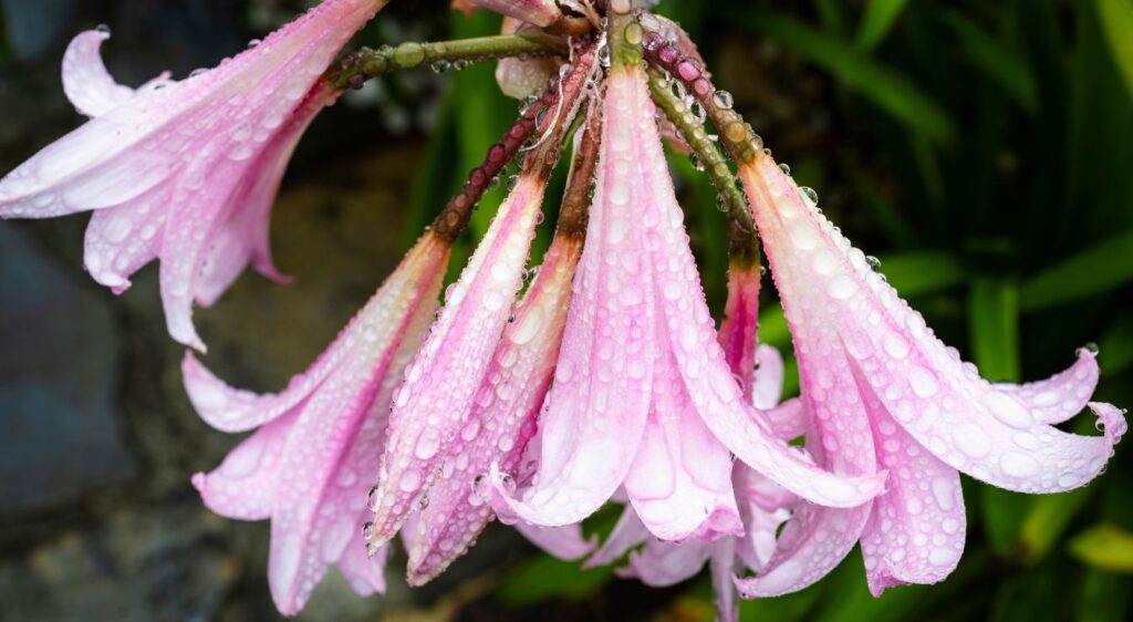 Amaryllis belladonna plant