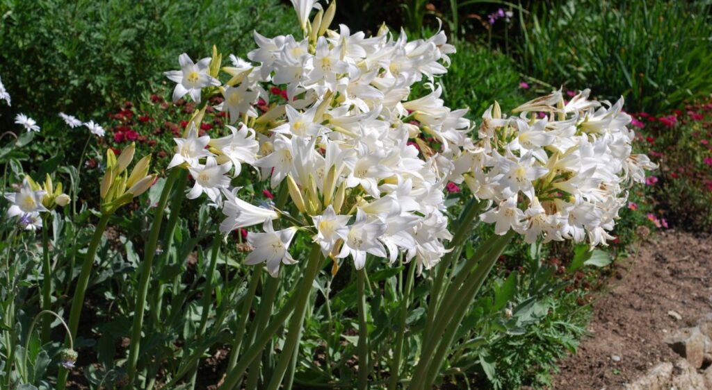 Amaryllis belladonna white queen