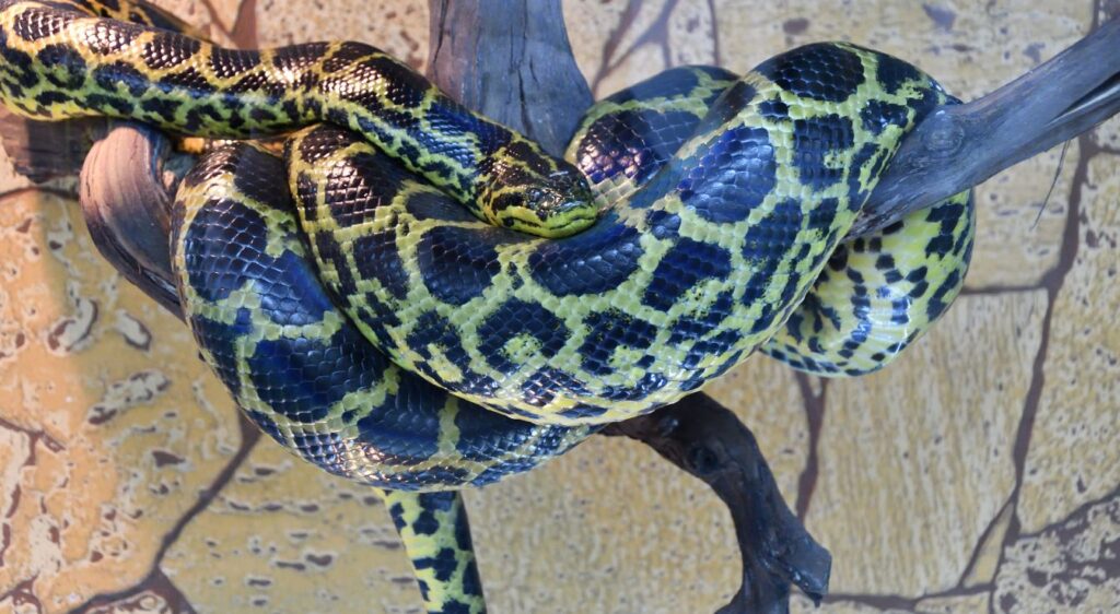 anaconda jaune