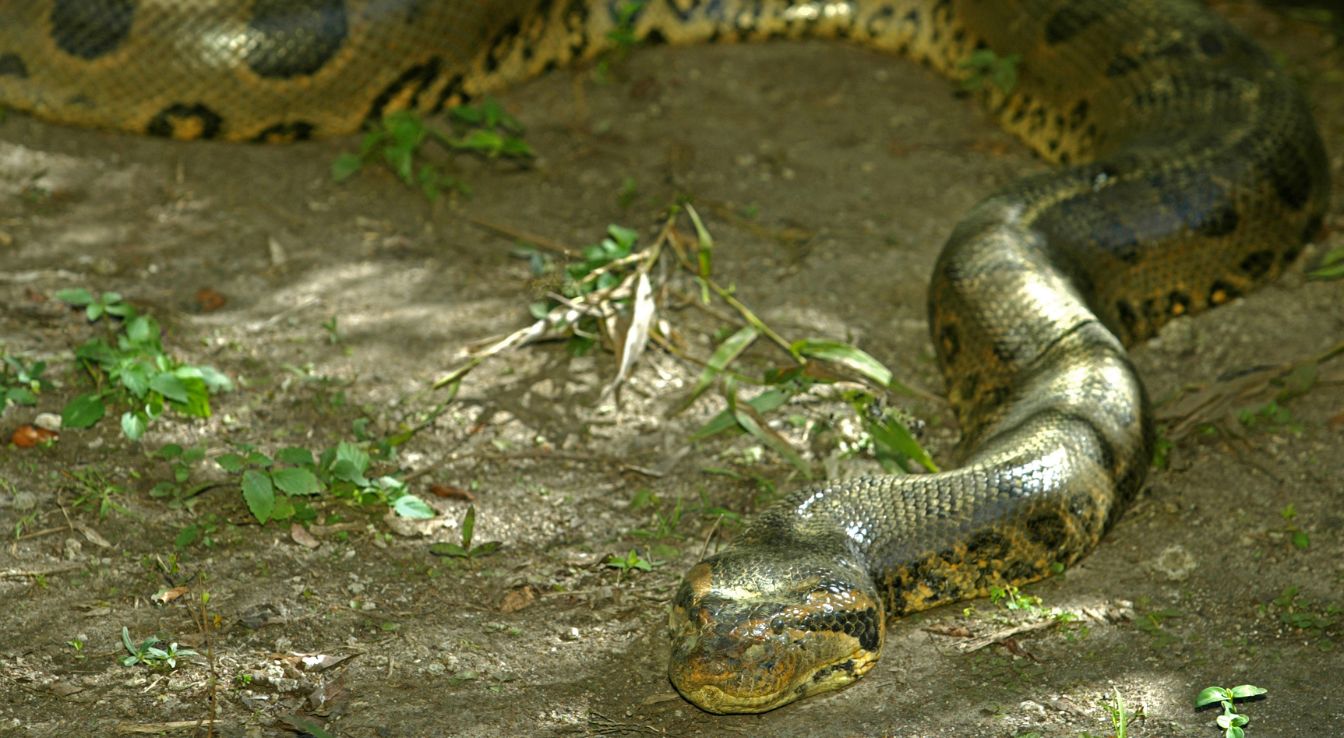 Anaconda Vert : Le Plus Grand Serpent Du Monde